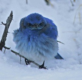 A Blue Bird Twitter